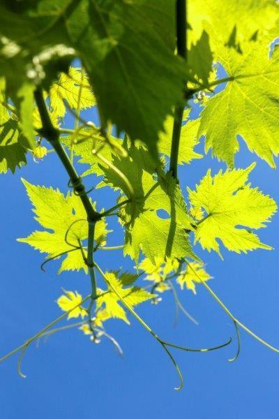 Agriturismo La Selva 호텔 피날레리구레 외부 사진