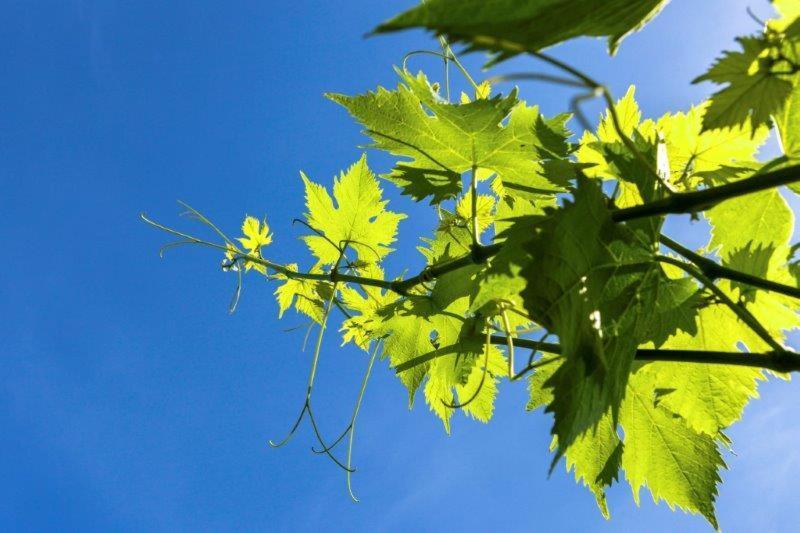 Agriturismo La Selva 호텔 피날레리구레 외부 사진
